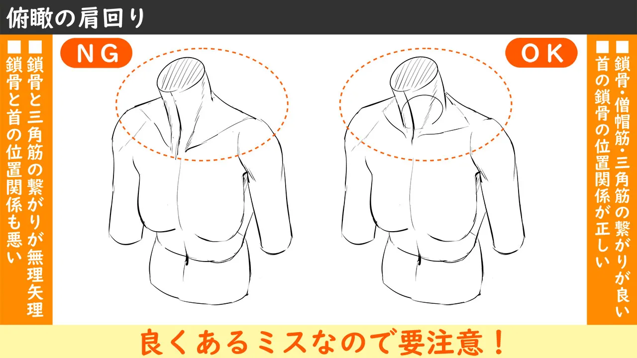 イラストに活かす解剖学講座 首 肩編 お絵かき講座パルミー イラストに活かす解剖学講座 首 肩編 お絵かき講座パルミー