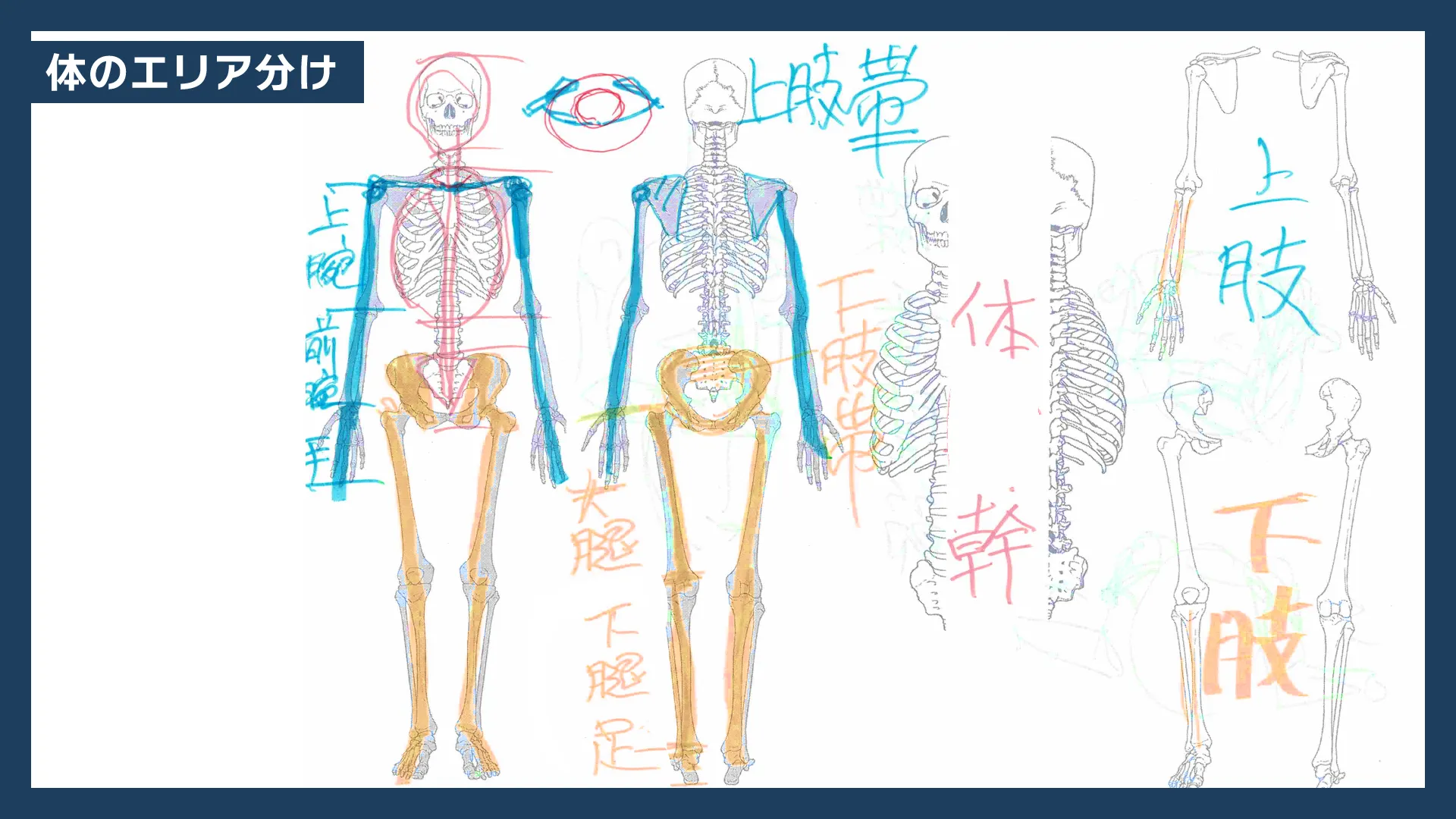 アカデミックコース：美術解剖学講座｜お絵かき講座パルミー