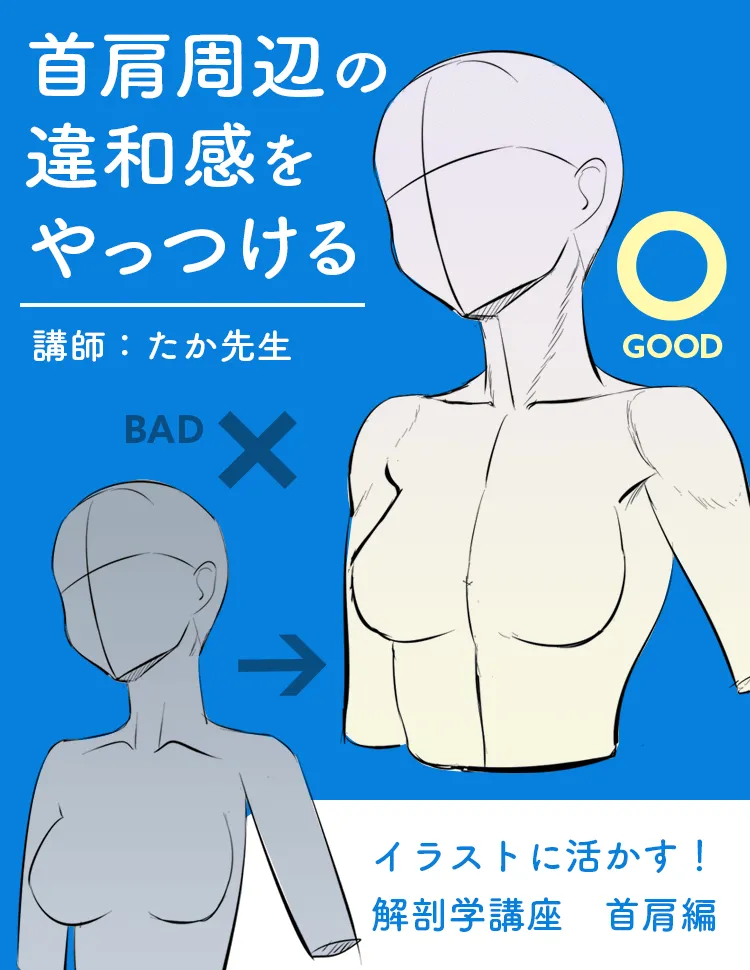 イラストに活かす解剖学講座 首 肩編 お絵かき講座パルミー イラストに活かす解剖学講座 首 肩編 お絵かき講座パルミー