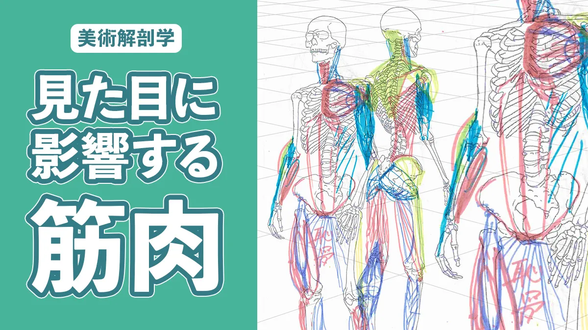 アカデミックコース:美術解剖学講座